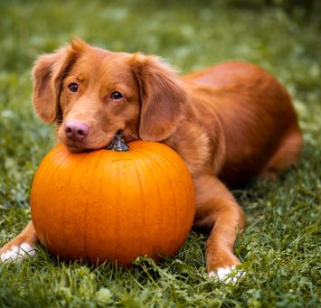 Dog-Friendly Pumpkin Patches, Corn Mazes & Fall Fun in Maryland Dog-Friendly Pumpkin Patches, Corn Mazes & Fall Fun in Maryland